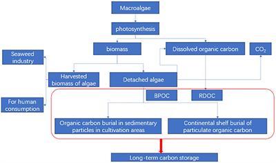 Research on carbon sink prices in China’s marine fisheries: an analysis based on transcendental logarithmic production function model from 1979 to 2022